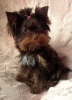 Photo №2 to announcement № 24583 for the sale of yorkshire terrier - buy in Belarus from nursery, breeder