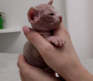 Photo №2 to announcement № 1082 for the sale of sphynx cat - buy in Ukraine private announcement