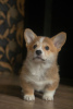 Photo №4. I will sell welsh corgi in the city of Mogilyov. from nursery - price - 679$