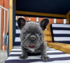 Photo №4. I will sell french bulldog in the city of Дортмунд. private announcement - price - 338$