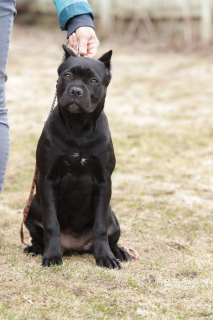 Photo №3. Girl Cane Corso black color. Russian Federation