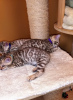 Additional photos: Trained Bengal Cats kittens available for Sale