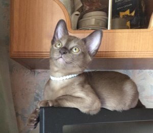 Photo №2 to announcement № 2180 for the sale of burmese cat - buy in Russian Federation breeder