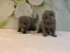 Photo №3. Healthy Scottish Fold kittens in Germany. Germany