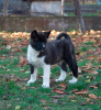 Photo №2 to announcement № 17686 for the sale of akita - buy in Russian Federation private announcement