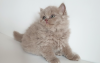 Photo №4. I will sell british longhair in the city of Ołomuniec. breeder - price - 624$