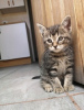 Photo №1. thai cat - for sale in the city of Kreivilä | Is free | Announcement № 124083