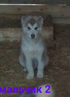 Photo №2 to announcement № 6719 for the sale of alaskan malamute - buy in Russian Federation private announcement, breeder