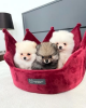 Photo №1. pomeranian - for sale in the city of Jujevan | 260$ | Announcement № 27679