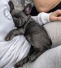 Photo №4. I will sell french bulldog in the city of Гамбург. private announcement, from nursery, from the shelter, breeder - price - negotiated