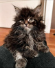 Photo №2 to announcement № 114543 for the sale of maine coon - buy in Serbia 