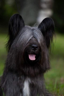 Photo №4. I will sell skye terrier in the city of Санкт-Петербург. from nursery - price - 403$