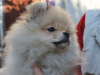 Additional photos: Pomeranian girl, standard