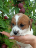 Photo №4. I will sell jack russell terrier in the city of Eagle. from nursery, breeder - price - negotiated