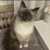 Photo №4. I will sell ragdoll in the city of Kansas City. private announcement - price - 300$