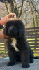 Photo №1. newfoundland dog - for sale in the city of Żywiec | 1796$ | Announcement № 95071