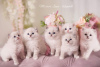 Photo №2 to announcement № 20477 for the sale of ragdoll - buy in Poland breeder