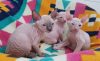 Photo №2 to announcement № 85439 for the sale of sphynx cat - buy in Finland 