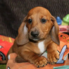 Photo №4. I will sell dachshund in the city of Iowa City. private announcement - price - 400$