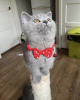 Photo №4. I will sell british shorthair in the city of Munich. private announcement - price - 269$