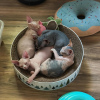 Photo №1. sphynx cat - for sale in the city of Bern | negotiated | Announcement № 122090