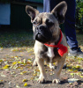 Photo №1. french bulldog - for sale in the city of Odessa | 350$ | Announcement № 7590