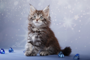 Photo №2 to announcement № 5517 for the sale of maine coon - buy in Russian Federation from nursery
