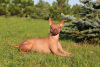 Photo №4. I will sell mexican hairless dog in the city of Yaroslavl. from nursery - price - 1350$