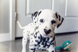 Photo №1. dalmatian dog - for sale in the city of Ust-Kamenogorsk | 1000$ | Announcement № 609