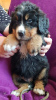 Photo №1. non-pedigree dogs - for sale in the city of Bamberg | Is free | Announcement № 118070