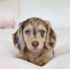 Photo №2 to announcement № 111614 for the sale of dachshund - buy in Czech Republic private announcement