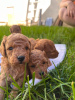 Photo №4. I will sell poodle (toy) in the city of Zrenjanin.  - price - 528$