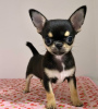 Photo №3. Beautiful Chihuahua puppies. Finland