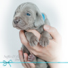 Photo №4. I will sell weimaraner in the city of Москва. private announcement - price - 977$