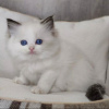 Photo №1. ragdoll - for sale in the city of Prague | negotiated | Announcement № 89448