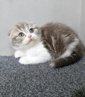 Photo №4. I will sell scottish fold in the city of Vinnitsa. from nursery, breeder - price - 125$