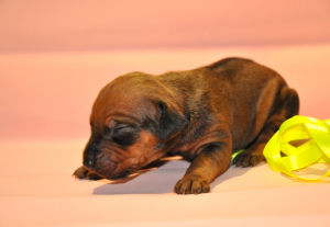 Photo №2 to announcement № 2926 for the sale of rhodesian ridgeback - buy in Russian Federation from nursery