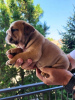 Photo №4. I will sell english bulldog in the city of Zrenjanin.  - price - negotiated