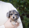 Photo №4. I will sell dachshund in the city of Leverkusen. private announcement, from nursery, from the shelter, breeder - price - 528$