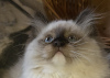 Photo №2 to announcement № 43350 for the sale of ragdoll - buy in Russian Federation breeder
