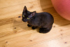 Additional photos: Black cat kitten Felicia as a gift to kind hearts!