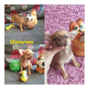 Photo №2 to announcement № 32007 for the sale of chihuahua - buy in Russian Federation breeder
