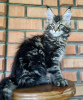 Photo №2 to announcement № 104306 for the sale of maine coon - buy in United States private announcement