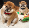 Photo №1. shiba inu - for sale in the city of Prague | negotiated | Announcement № 96381