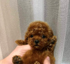 Photo №3. Toy Poodle puppies. Serbia