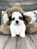 Photo №3. Beautiful Shih Tzu Puppies. Germany