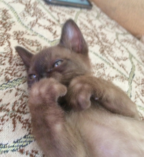 Photo №4. I will sell burmese cat in the city of Novosibirsk. from nursery - price - 421$