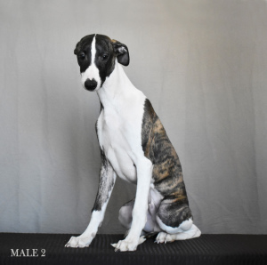 Photo №2 to announcement № 6101 for the sale of whippet - buy in Russian Federation from nursery