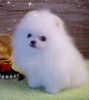 Photo №1. pomeranian - for sale in the city of Barcelona | 3500$ | Announcement № 9296