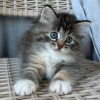 Photo №1. siberian cat - for sale in the city of Berlin | negotiated | Announcement № 107656